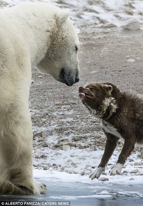  КицӀери лацу сев Челюскин мысдин метеостанциядай акъудна.